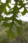 Bur oak